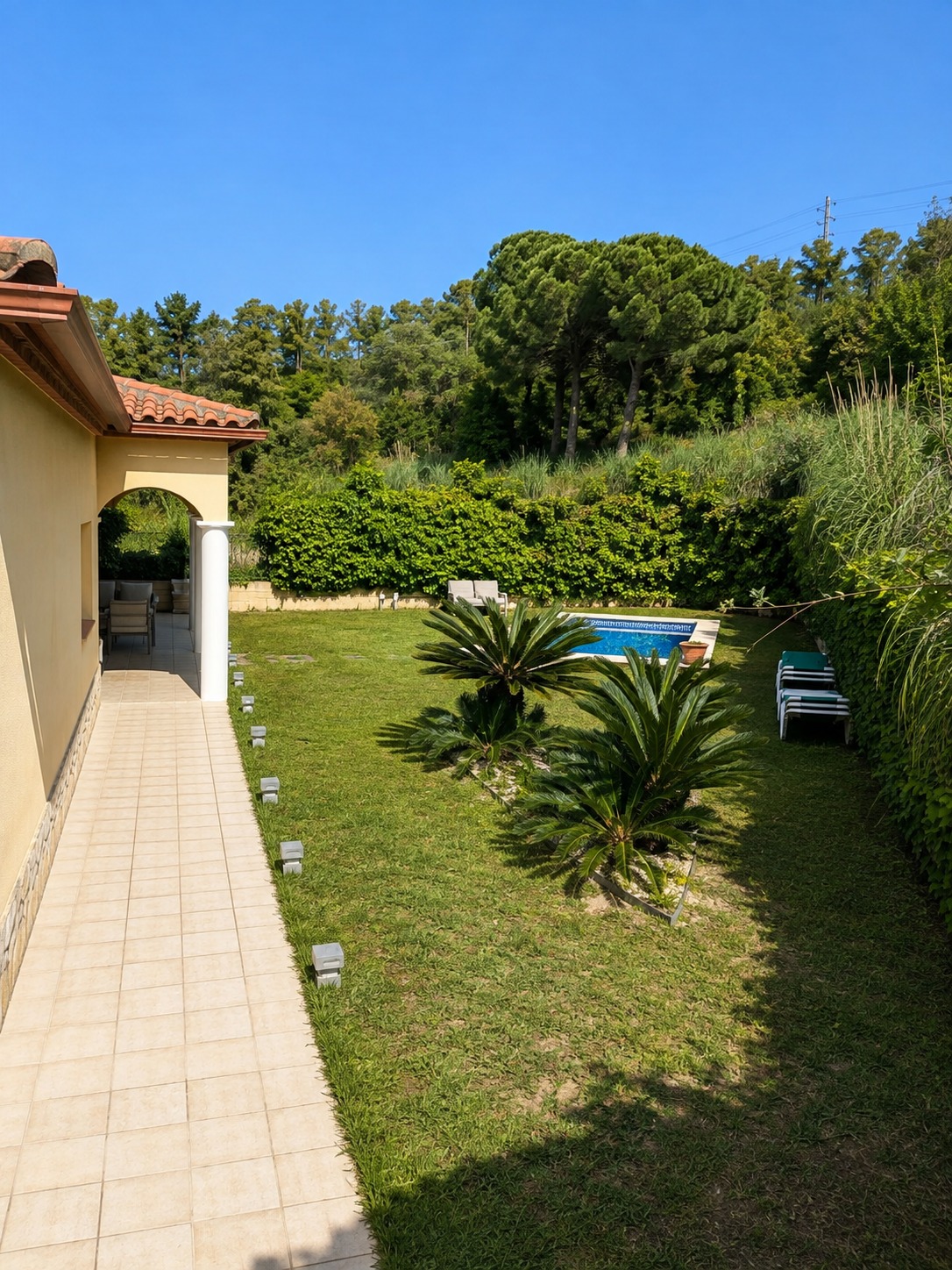 Garden and pool with pine backdrop